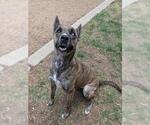 Small Catahoula Leopard Dog Mix