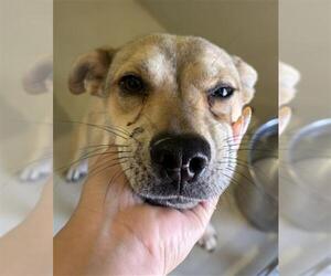 Labrador Retriever-Unknown Mix Dogs for adoption in Bakersfield, CA, USA