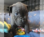 Small Photo #24 Cane Corso Puppy For Sale in HENRY, VA, USA