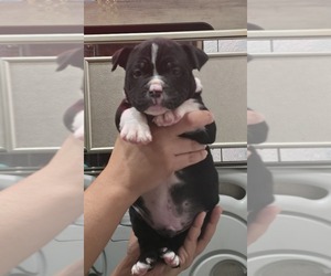 American Bully Puppy for sale in NORTH PORT, FL, USA