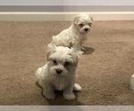 Small Photo #2 Maltese Puppy For Sale in LAWRENCEVILLE, GA, USA