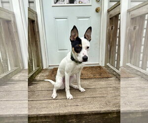 Willamena - Female American Staffordshire Terrier-Unknown Mix Dog for Adoption - Photo #2