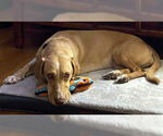 Small #1 Basset Hound-Labrador Retriever Mix