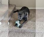 Small Photo #1 Cane Corso Puppy For Sale in WINDSOR, CO, USA