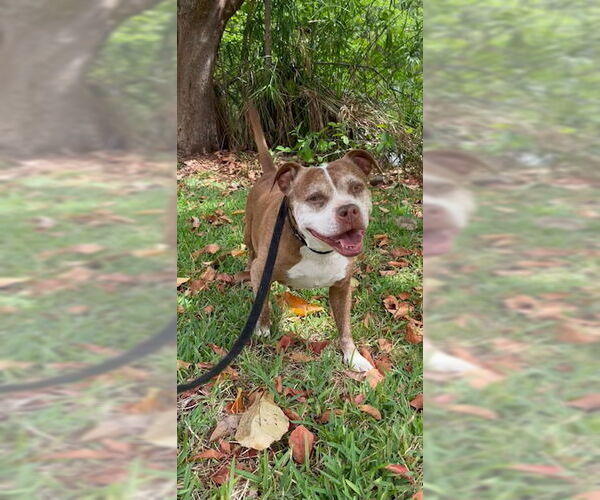Medium Photo #20 American Pit Bull Terrier Puppy For Sale in Weston, FL, USA