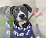Small #14 American Pit Bull Terrier Mix