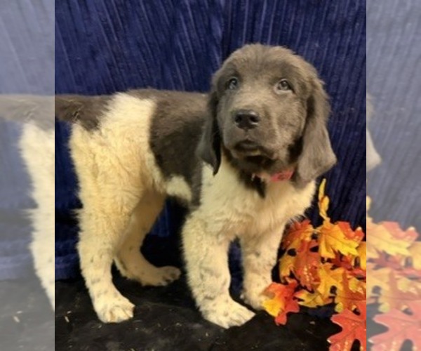 Medium Photo #44 Newfoundland Puppy For Sale in AURORA, IN, USA
