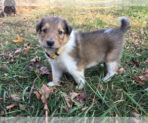 Collie Puppy for sale in KINGSPORT, TN, USA