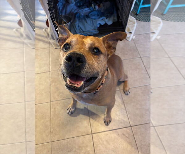 Medium Photo #4 American Staffordshire Terrier Puppy For Sale in Techny, IL, USA