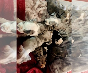 Bulldog Puppy for sale in FAIRFIELD, IA, USA