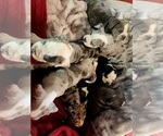 Small Photo #1 Bulldog Puppy For Sale in FAIRFIELD, IA, USA