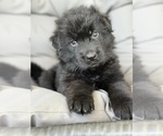 Small Photo #3 German Shepherd Dog Puppy For Sale in CLEVELAND, TN, USA