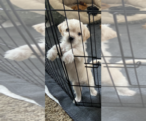 Yo-Chon Puppy for sale in WACO, KY, USA
