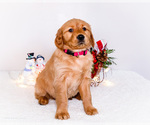 Small #6 Golden Retriever