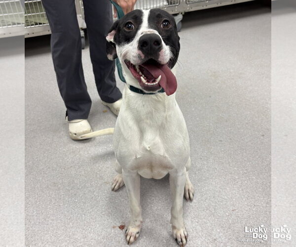 Medium Photo #3 Lab-Pointer Puppy For Sale in Washington, DC, USA