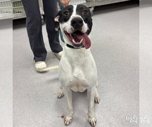 Lab-Pointer Dogs for adoption in Washington, DC, USA