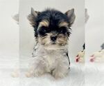 Small #16 Yorkshire Terrier