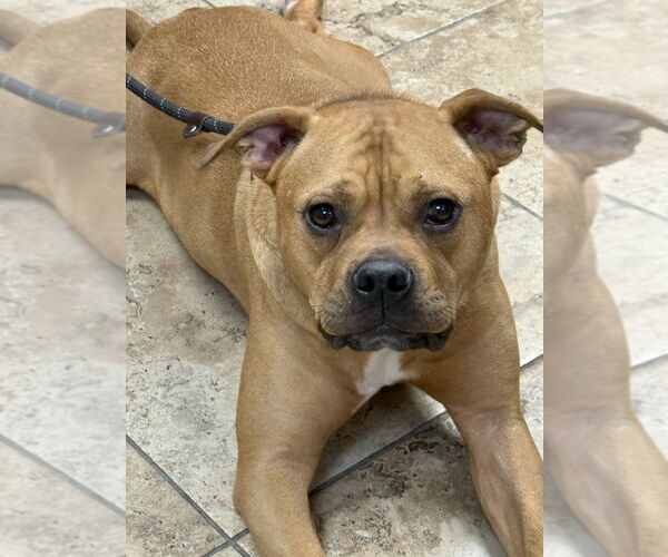 Medium Photo #4 Bullboxer Pit Puppy For Sale in Brewster, NY, USA