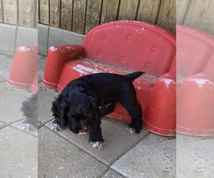 Cocker Spaniel Puppy for sale in CADDO, OK, USA