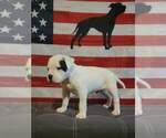 Puppy 4 American Bulldog
