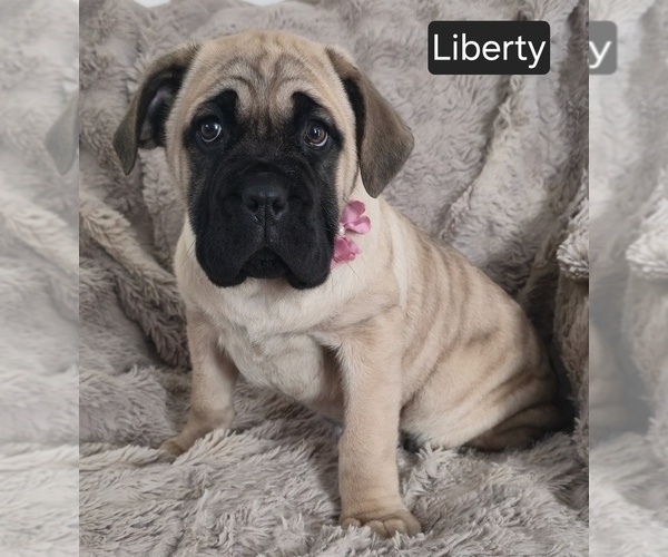 Medium Photo #12 Cane Corso Puppy For Sale in MINERAL WELLS, WV, USA