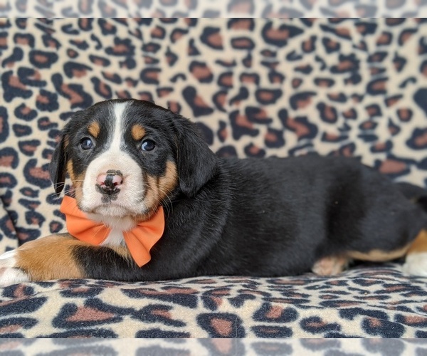 Medium Photo #3 Greater Swiss Mountain Dog Puppy For Sale in CHRISTIANA, PA, USA