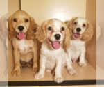 Small Photo #1 Cocker Spaniel Puppy For Sale in SAN DIEGO, CA, USA