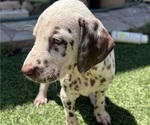 Small #1 Dalmatian