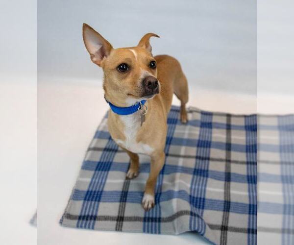 Medium Photo #3 Chihuahua-Unknown Mix Puppy For Sale in Kennesaw, GA, USA