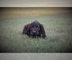 Small Photo #6 Boykin Spaniel Puppy For Sale in FITZGERALD, GA, USA