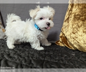 Maltese Puppy for Sale in OCALA, Florida USA