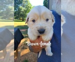 Small #6 Golden Retriever