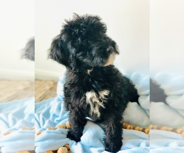 Medium Photo #5 Poodle (Standard) Puppy For Sale in SPRINGBORO, OH, USA