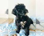 Small Photo #5 Poodle (Standard) Puppy For Sale in SPRINGBORO, OH, USA