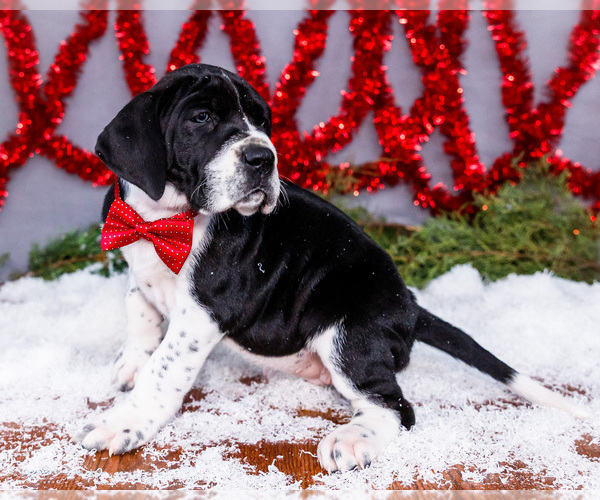 Medium Photo #16 Great Dane Puppy For Sale in WAKARUSA, IN, USA