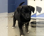 Small Mutt