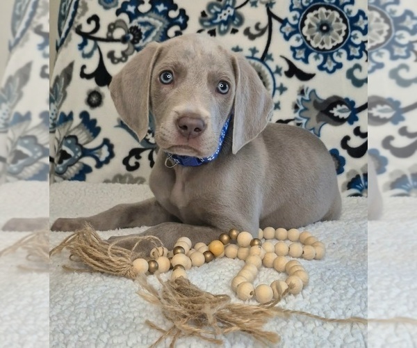 Medium Photo #6 Weimaraner Puppy For Sale in LEWISBURG, KY, USA