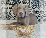 Puppy Bullet Weimaraner