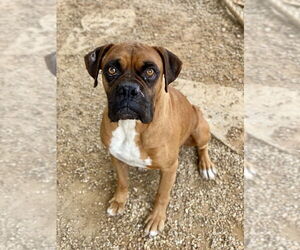 Boxer Dogs for adoption in Austin, TX, USA