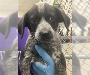 Mutt Dogs for adoption in Rosenberg, TX, USA