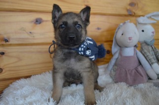 Medium German Shepherd Dog