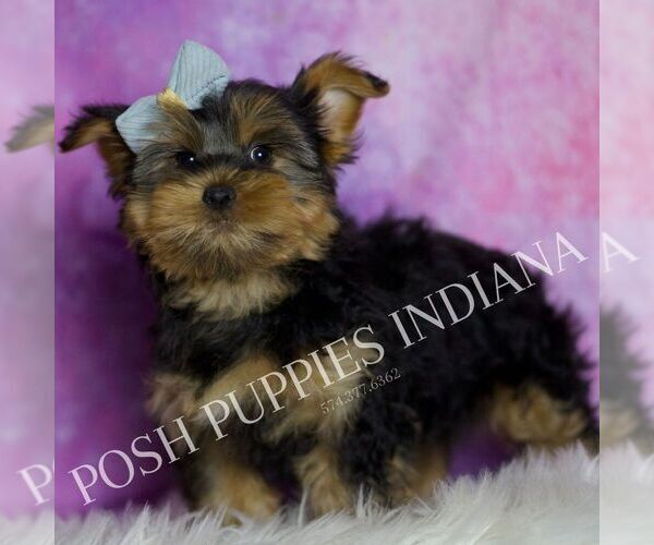 Medium Photo #4 Yorkshire Terrier Puppy For Sale in WARSAW, IN, USA