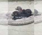 Small #1 Labrador Retriever