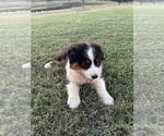 Small #1 Australian Shepherd