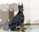 Small Photo #1 Doberman Pinscher Puppy For Sale in Moscow, Moscow, Russia