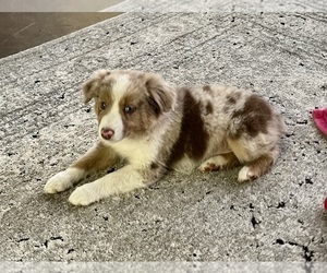 Australian Shepherd Puppy for sale in MOSELLE, MS, USA