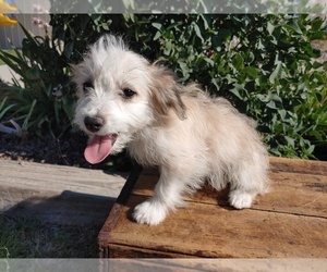 Bichon Frise-Miniature Australian Shepherd Mix Puppy for sale in CANON CITY, CO, USA