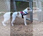 Small #18 Boxer-Catahoula Leopard Dog Mix