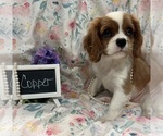 Image preview for Ad Listing. Nickname: Copper