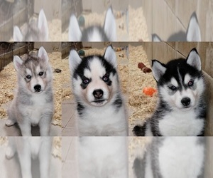 Siberian Husky Puppy for sale in KENNEWICK, WA, USA